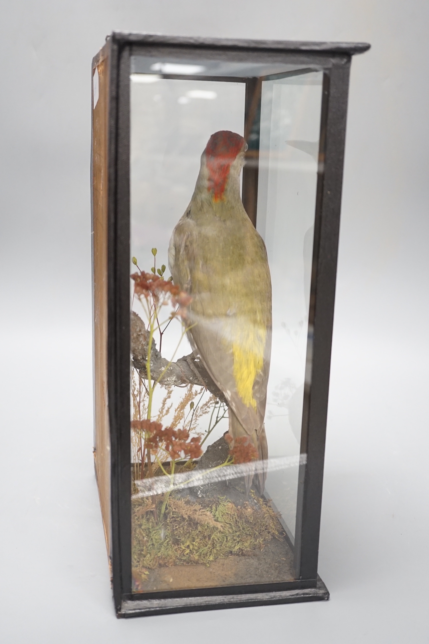 A taxidermy perched green woodpecker, dated 1905 - 36.5 x 22.5cm